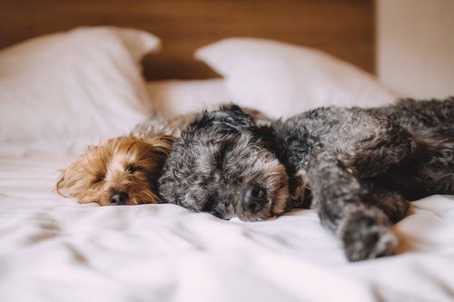 How To Take Care of Your Dog?