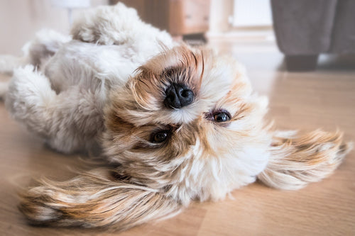 How To Brush Your Dog Correctly?