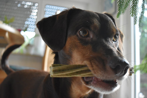 Edible Toys for Dogs