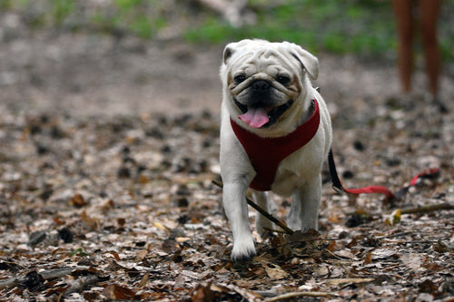 How to Choose the Best Leash for a Dog?