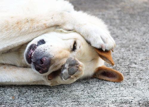 Flea and Tick Treatment for Dogs