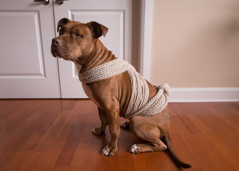 How to Make Anti-Stress Wrap for a Dog Yourself? How to Make Anti-Stress Wrap for a Dog Yourself?