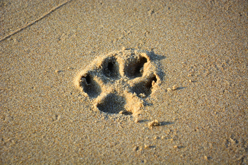 6 Tips to Help your Child Cope with Pet Death
