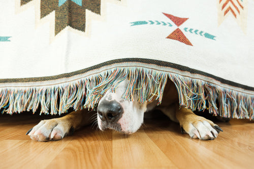 How to Calm Your Dog During a Thunderstorm?