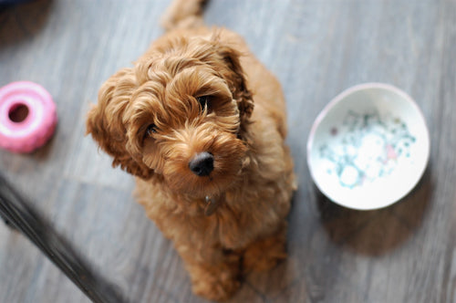 Most Popular Dog Gadgets