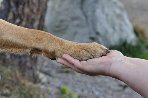 How to Teach a Dog to Give a Paw