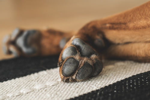 Clipping a Dog's Claws