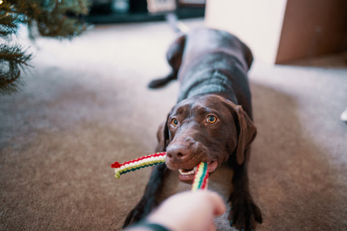 Good And Bad Dog Games