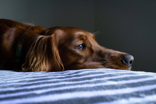 First Aid to a Dog in Different Situations