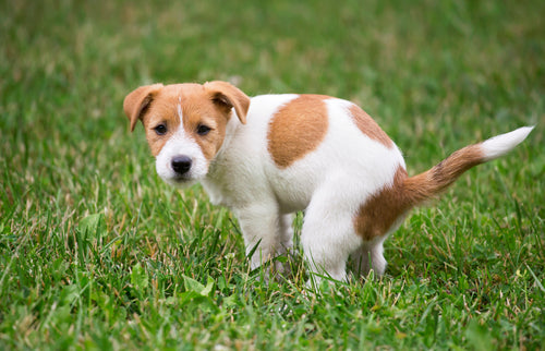Toilet Training: 7 steps to Achieve the Desired Result