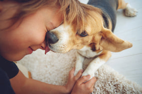 How to Make Anti-Stress Wrap for a Dog Yourself? TOP 10 Small Dog Breeds for Children
