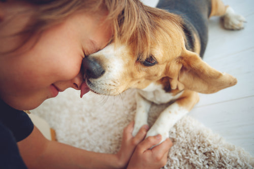 TOP 10 Small Dog Breeds for Children