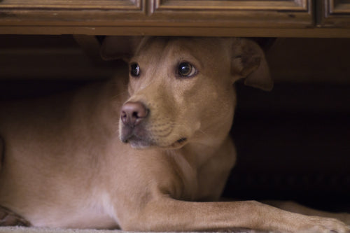 8 Signs your Dog is Stressed