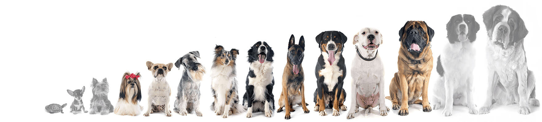 DogRook