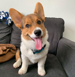 Beau
