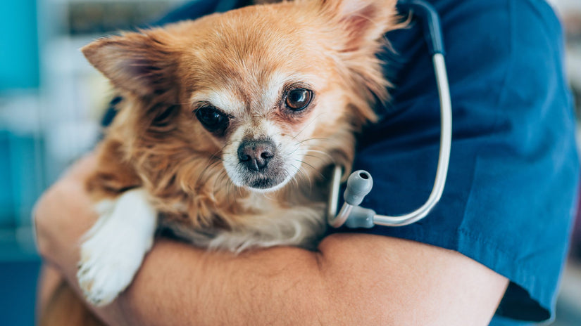 Everything You Need to Know About Dog Castration (Neutering)