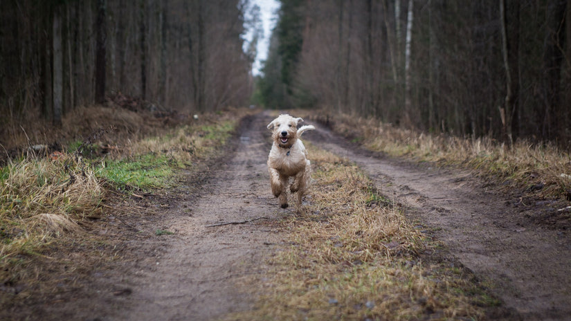 Dog Collars with GPS: What It Is and How It Works?