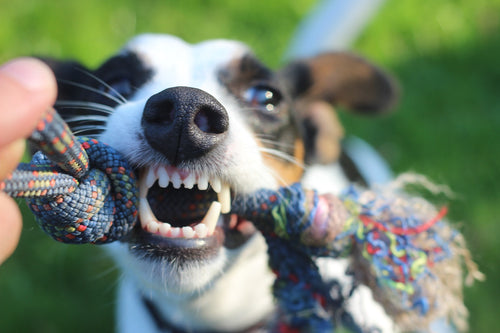 How to Brush Your Dog's Teeth at Home?