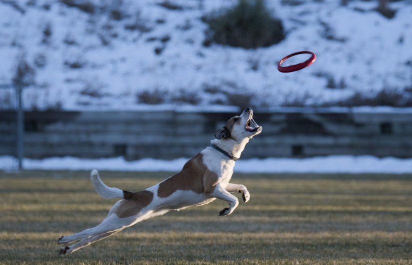 What Sports Can You Do with Your Dog?