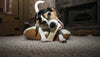 Can You Give Bones to Dogs? Can You Give Bones to Dogs?
