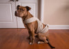 How to Make Anti-Stress Wrap for a Dog Yourself? How to Make Anti-Stress Wrap for a Dog Yourself?