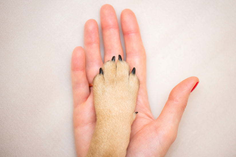 How to Cut Your Dog's Nails at Home?