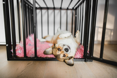 How to Train your Dog to Crate?