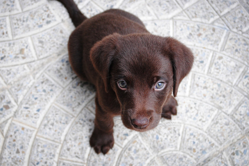 Puppy Care: 10 Golden Rules for the Dog Owner