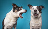 How to Stop a Dog from Barking: 4 Tricks for all Breeds