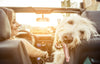 How to Transport Your Dog Safely in the Car?