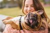 13 Best Dogs For First-Time Owners! 13 Best Dogs For First-Time Owners!