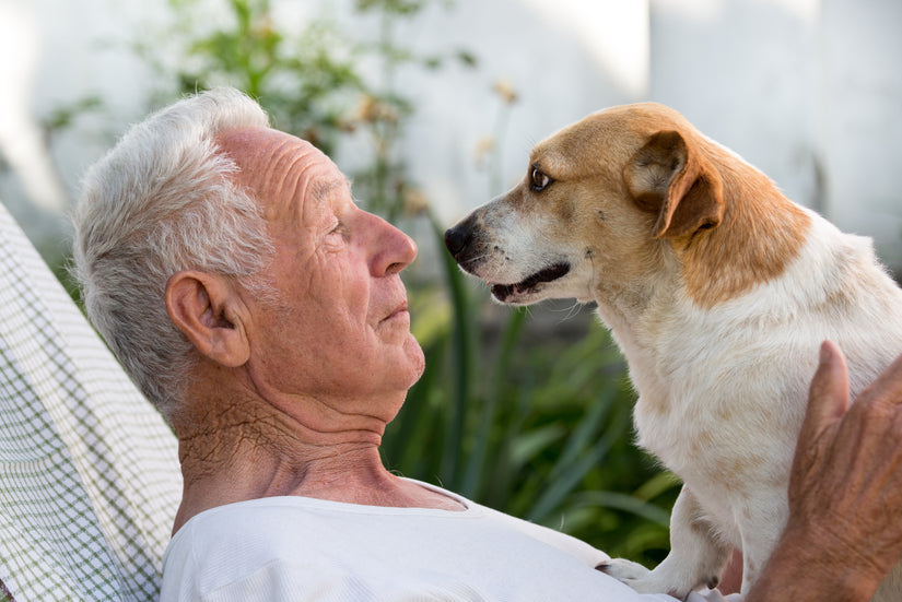 Companion Dogs for Seniors. How to Choose?