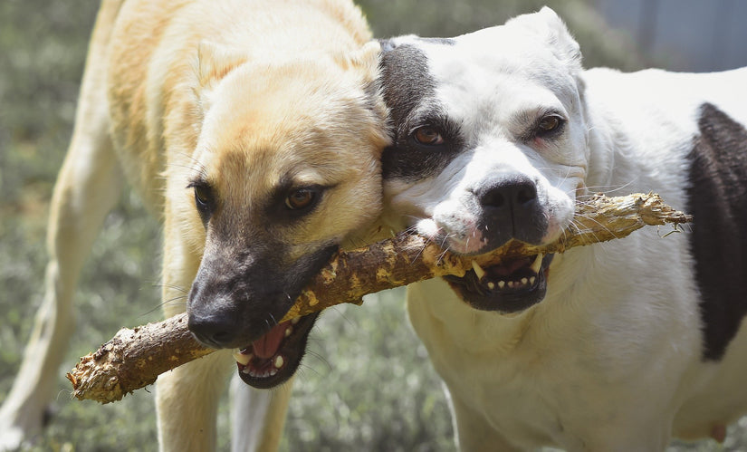 Tips on How to Make Two Dogs Become Friends